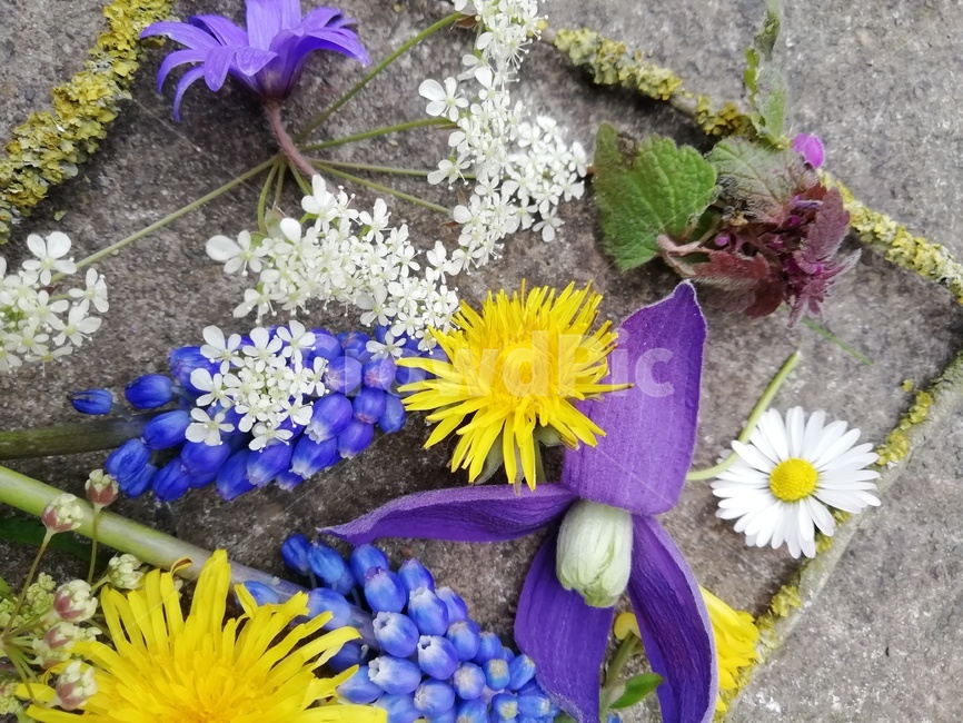 plant,flowers,식물,꽃,봄,spring