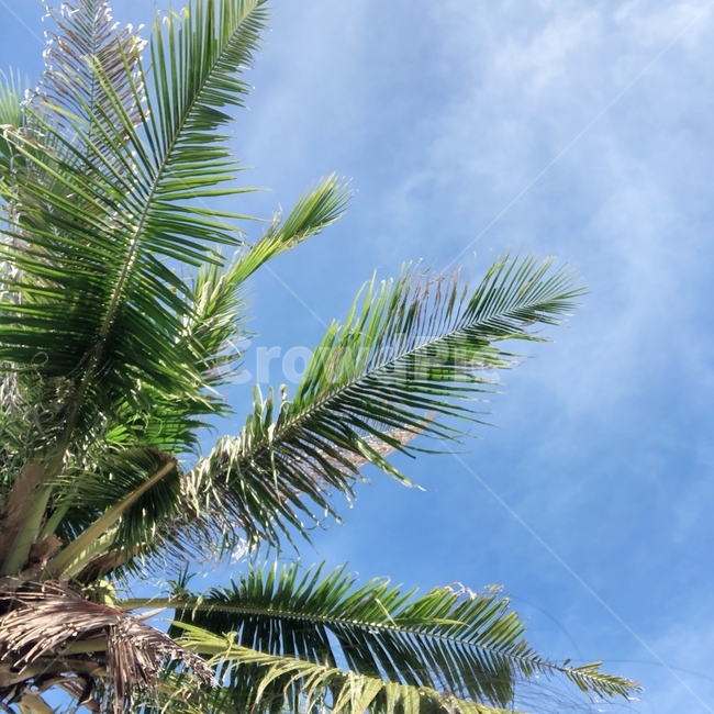 tree,나무,arecaceae,palmtree,야자수,plant,식물,summer,여름,하늘,구름,sky,blue,세부,cebu,color,색채,색감