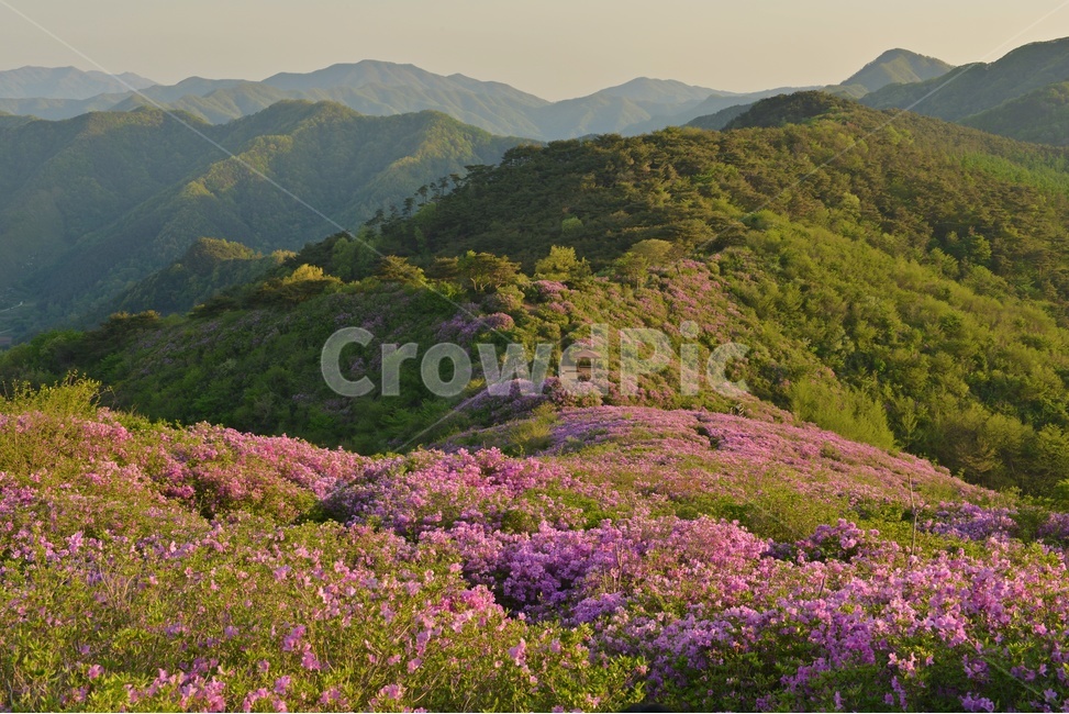 plant,식물,blossom,전북,남원,봉화산,봉화산철쭉제,철쭉,철뚝꽃,철뚝제,봉화산아침,여명,일출,해돋이,flower,꽃,flare,플레어,light,빛,sunlight,햇빛,자연,outdoors,옥외,mountain,산,mountainrange,산맥,slope,경사