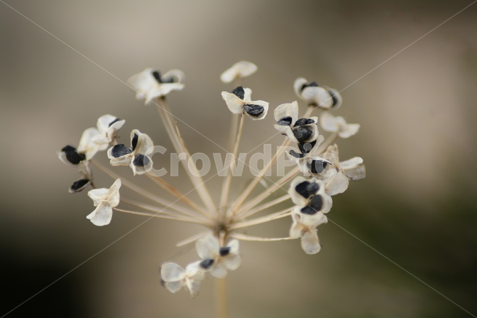 잡초,식물,접사,풀,자연,야외,plants,nature,식물,자연,plants,nature,꽃,flower