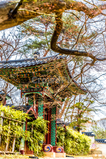 문화유산,고궁,문화재,비원,단청,무늬,봄,계절,spring,season,한국전통,한국문화,korean traditional,korean culture,랜드마크,landmark,tourist attraction,한국랜드마크,한국관광지,한국명소,korea landmark,korea tourist attraction