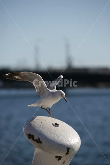 bird,새,animal,동물,seagull,갈매기,동물,animal,조류,새,birds