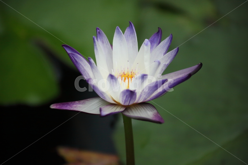 수련,꽃,수련꽃,연,waterlily