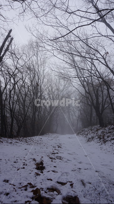 나무,숲,산,안개,겨울,눈
