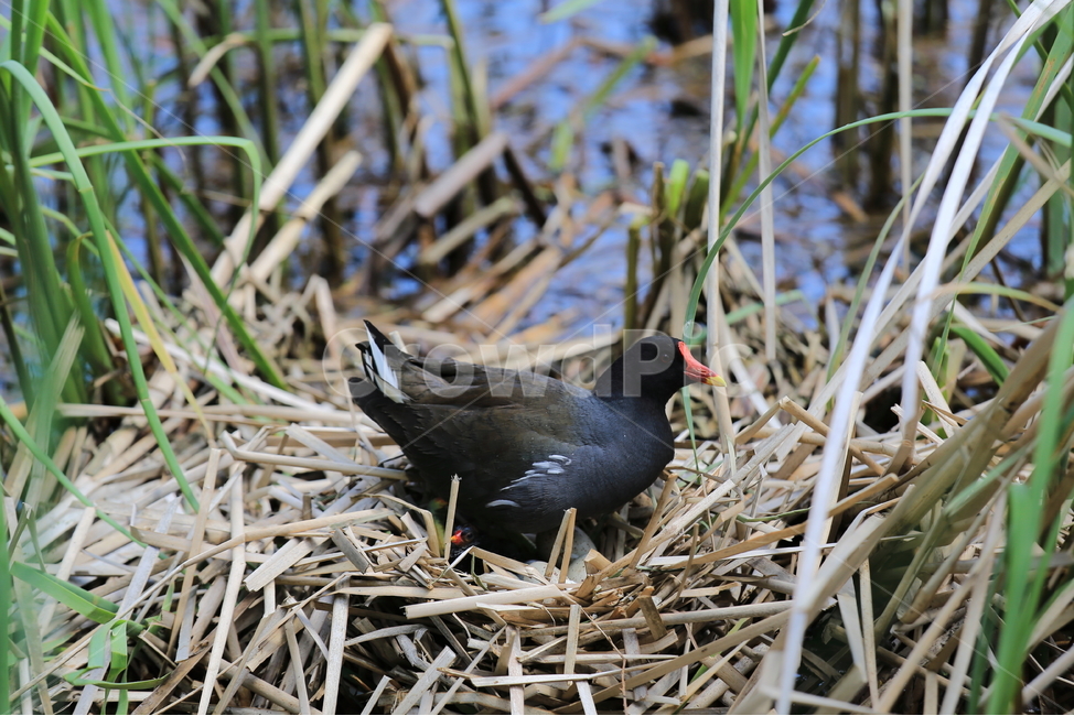 새,둥지,부화,알,생명,어미,동물,animal,조류,새,birds