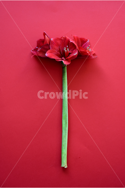 꽃,색상,flower,빨간색,배경,식물,아마릴리스,식물,자연,plants,nature,꽃,flower