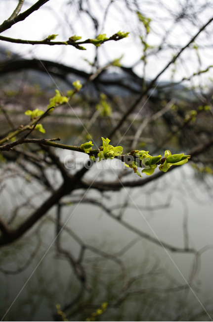 잎,봄,호수,나무,식물,봄,계절,spring,season,식물,자연,plants,nature,tree,plant