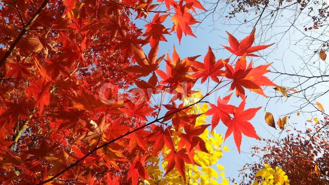 가을,단풍,단풍나무,풍경,자연,가을,계절,fall,autumn,season,leaf,잎,plant,식물,tree,나무,maple