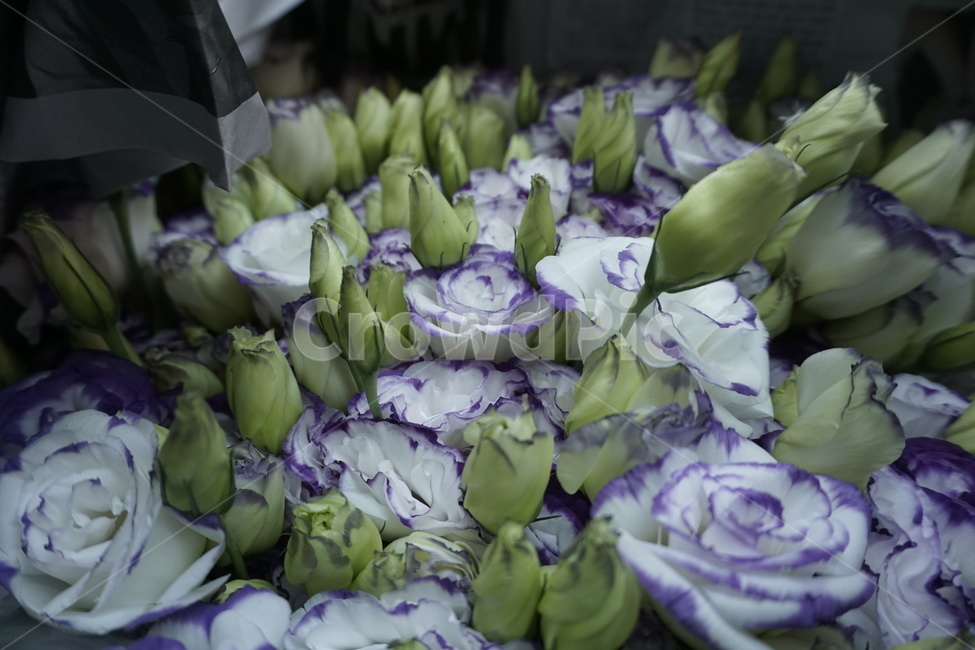 장미,꽃,flower,식물,봄,꽃,flower,기념일,축하,anniversary,congratulation,celebrate,celebration