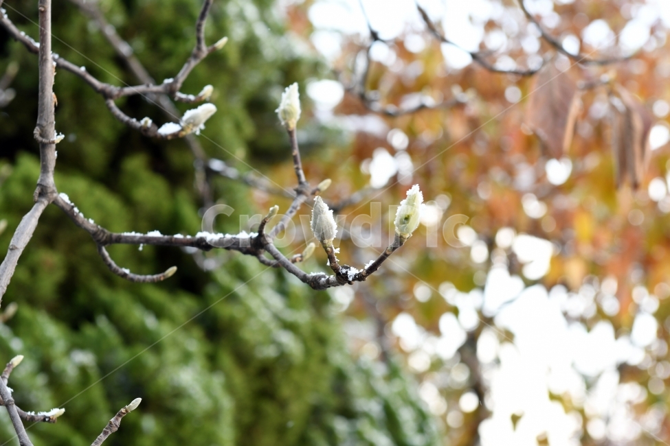 첫눈,눈,겨울,못다핀꽃,과일,가을끝,풍경,목련꽃,식물,자연,plants,nature