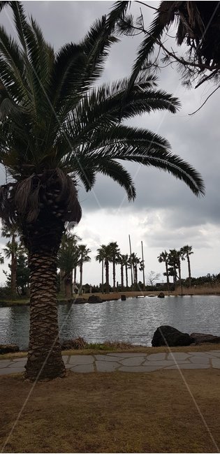 자연,풍경,제주도,호수,가을제주도,식물,자연,plants,nature,나무,trees,wood