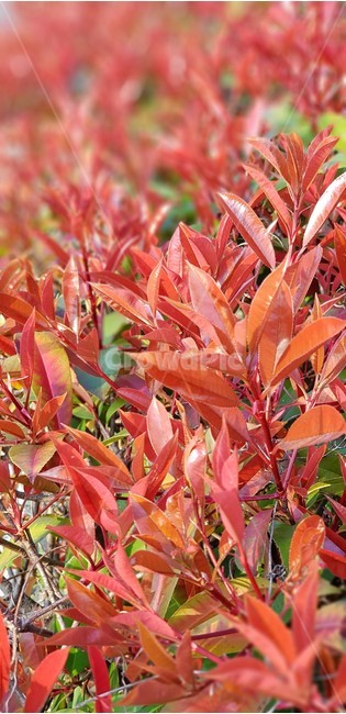 나무,홍가시나무,붉은색,자연,식물,nature,red,나뭇잎,가을,계절,fall,autumn,season,식물,자연,plants,nature,plant,leaf,잎,tree