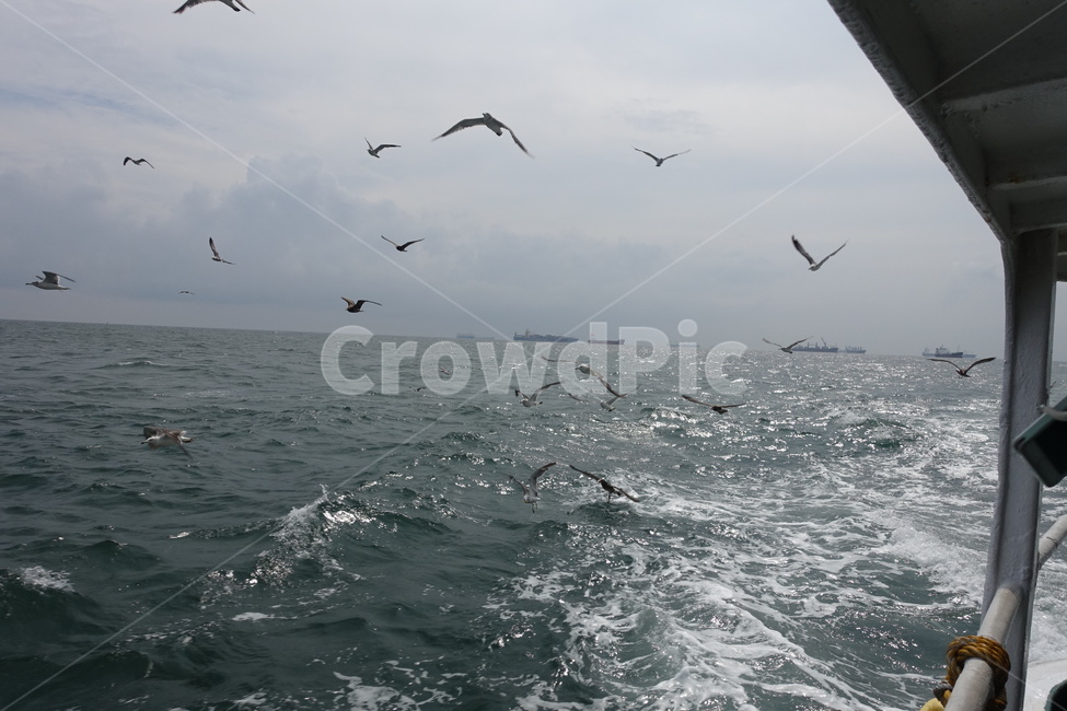 파도,갈매기,바다,배,새,sea,seagull,wave,ship