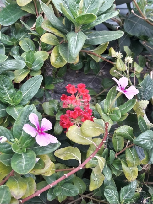 꽃,봄꽃,식물,flower,봄,spring