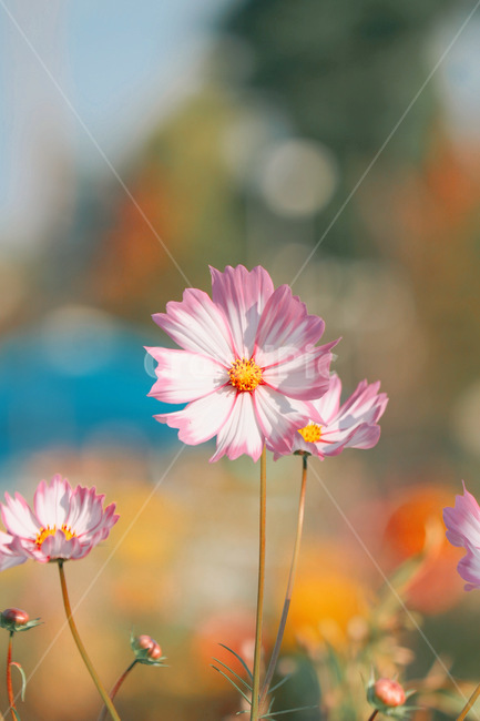식물,flower,코스모스,blossom,꽃잎,식물,자연,plants,nature,꽃,flower
