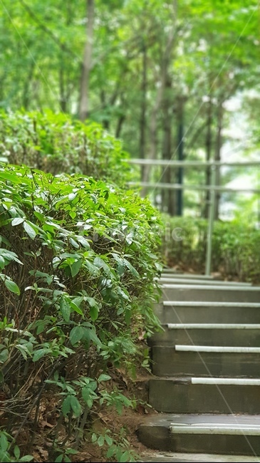 계단,난간,오후,산책,산책로,초록핵,나뭇잎