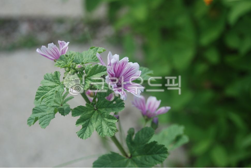 Donggyuja,marlow flower,Geumgyu,mallow flower