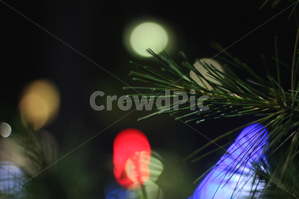tree,나무,plant,식물,밤풍경,이슬맺힘,이슬,새벽,풍경,어두운,소나무,보케,night,야경,밤,풍경,nightscape,night,landscape