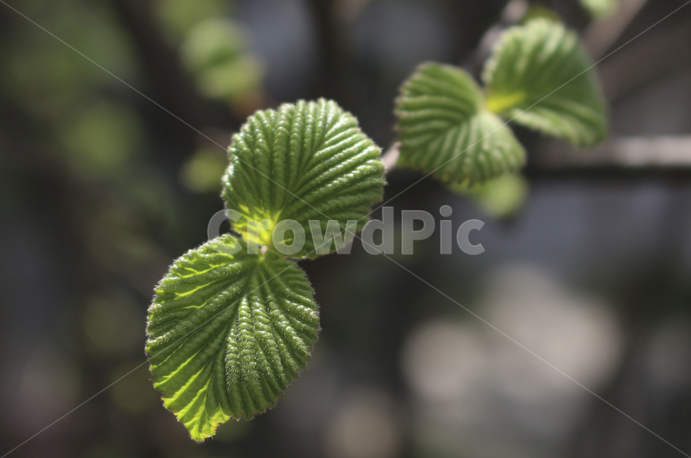plant,식물,leaf,잎,bud,싹,새싹,green,초록,푸른,봄,spring,tree,나무,sprout
