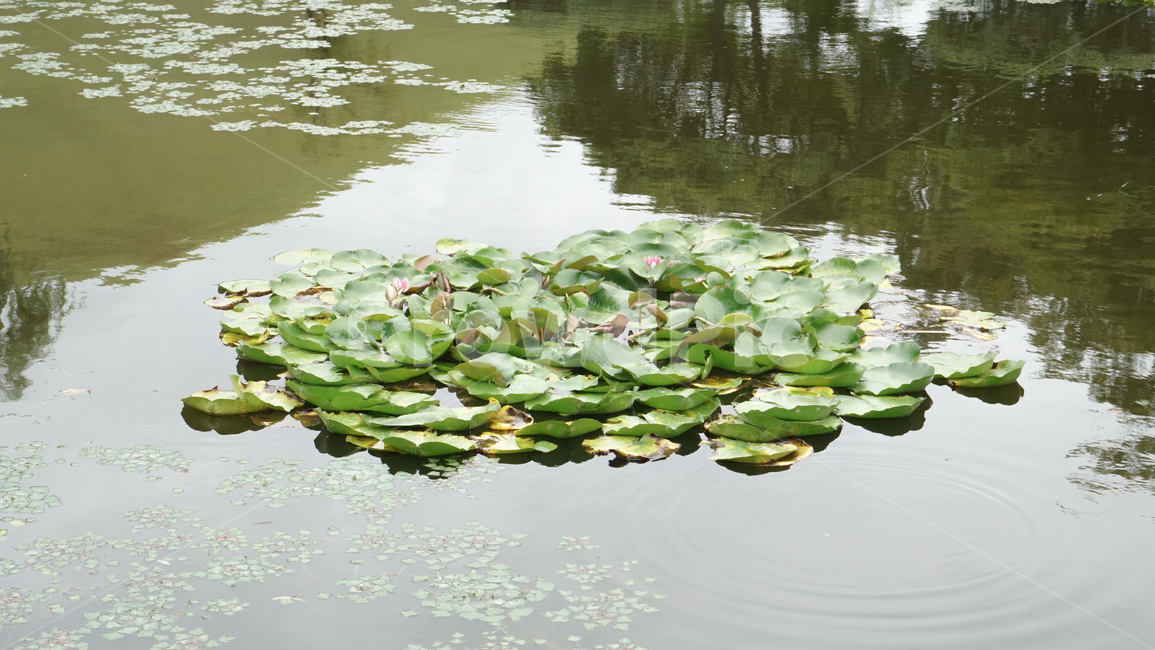 연꽃,연못,호수,식물,반영,물,자연,풍경,nature,landscape,plant,blossom,꽃,flower,lily,백합
