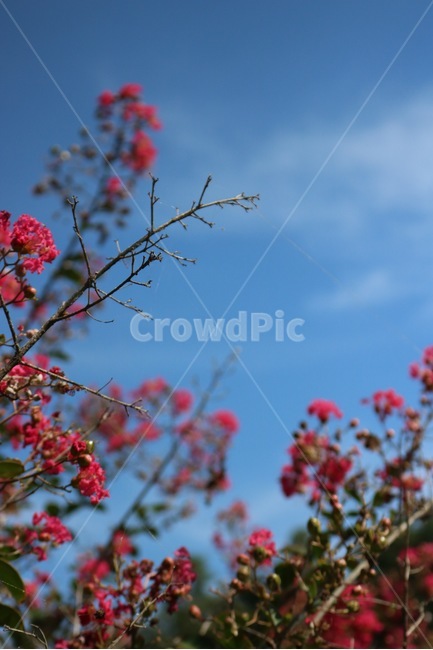 꽃,분홍,식물,하늘,자연,파랑,감성,flower,hana,pinku,pink,plants,shokubutsu,sky,sora,nature,blue,ao,구름,cloud,kumo,초록,green,midori,식물,자연,plants,nature,꽃,flower