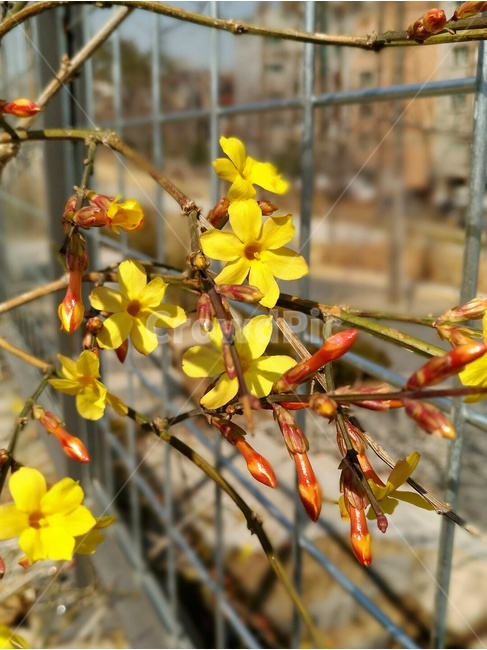 봄,꽃,영춘화,노랑,옐로우,봄꽃,봄,계절,spring,season,식물,자연,plants,nature,꽃,flower,plant