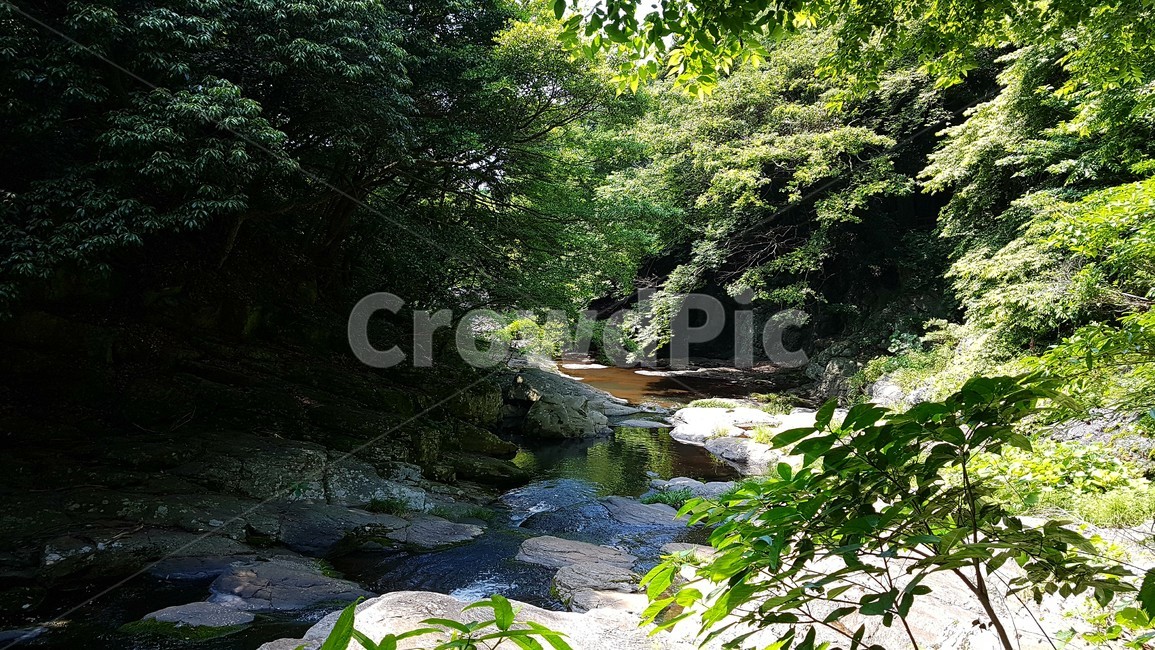 안덕계곡,나무,계곡,풍경,valley,trees,cool,피서지,제주도,nature