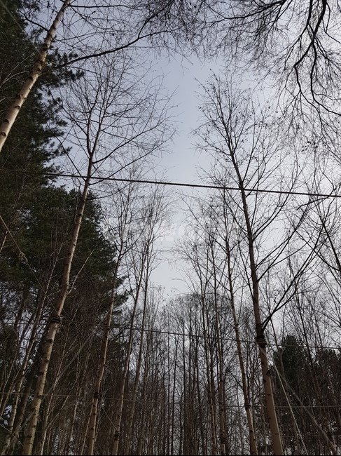 tree,가을,하늘,자연,풍경,식물,자연,plants,nature,나무,trees,wood