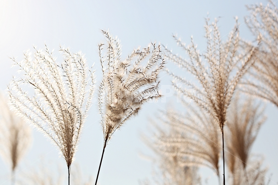 갈대,억새,풀,갈대꽃,식물,자연,공원,가을,계절,fall,autumn,season