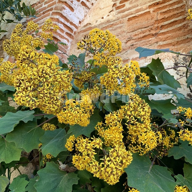 plant,식물,flower,green,yellow,park,공원,봄,spring