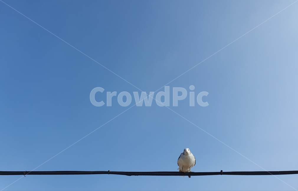 갈매기,animal,새,bird,하늘,파란,동물,동물,animal,조류,새,birds