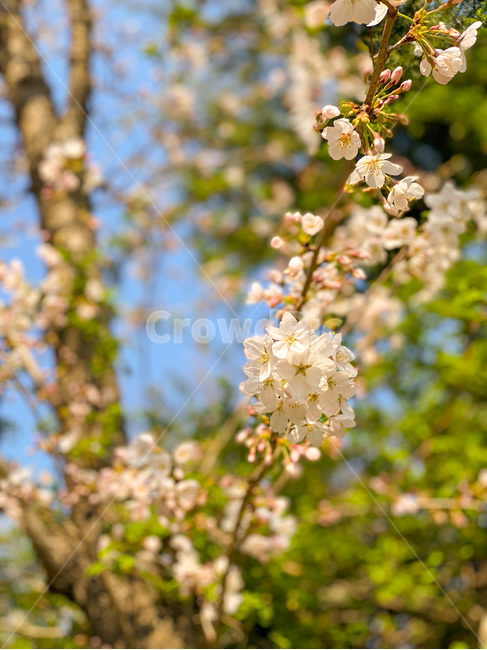 벚꽃,봄꽃,꽃,봄,blossom,flower,식물,plant,자연,nature