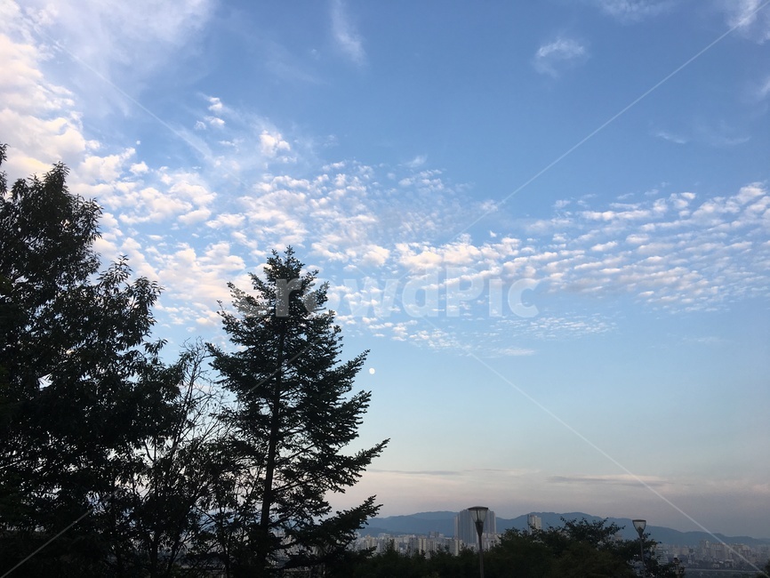 구름,하늘,맑음,나무,몽실몽실,서울,자연,풍경,nature,landscape,tree,plant,식물,fir,전나무