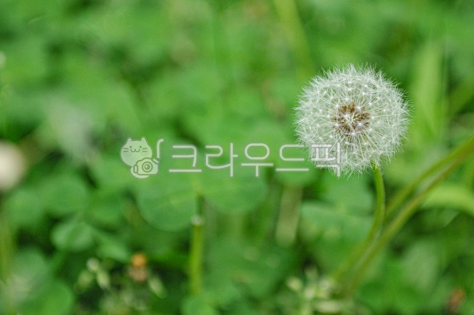 식물,민들레홀씨,자연,dandelion,민들레,씨앗,행운,토끼풀,풀,홀씨,들