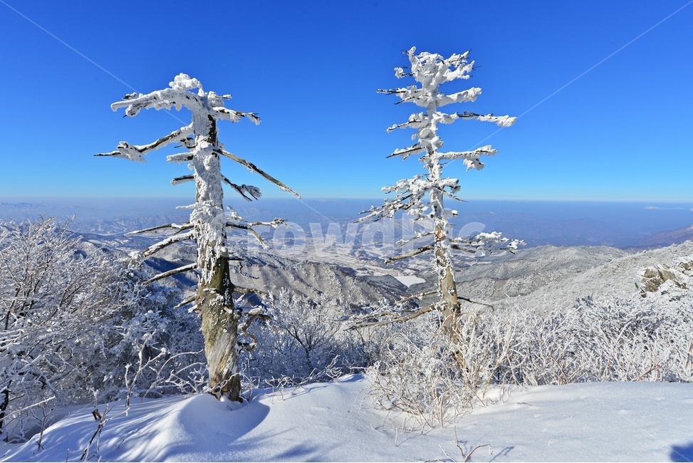 nature,자연,outdoors,옥외,tree,나무,plant,식물,전나무,fir,경치,경관,풍경,무주,덕유산,덕유산설경,설경,겨울,계절,상고대,향적봉,설천봉,중봉,고사목