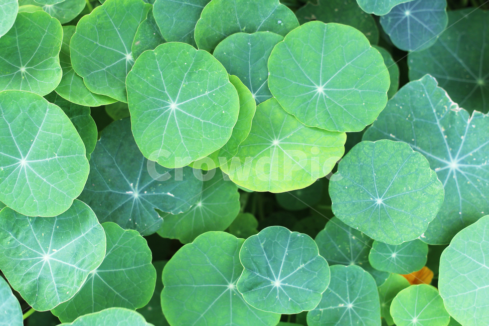 식물,잎,연잎,연꽃,plant,leaf,lotusflower