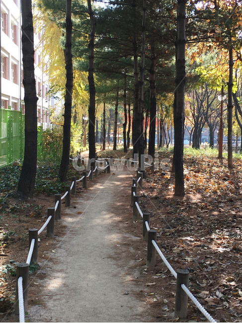 보도,walkway,sidewalk,풍경,scenery,입구,entrance,나무,tree,나무줄기,treetrunk,낙엽,deciduous,잎,leaf,life,생활,park,공원,바닥,땅,ground,floor,flooring,식물,plant,통로,path,길,road