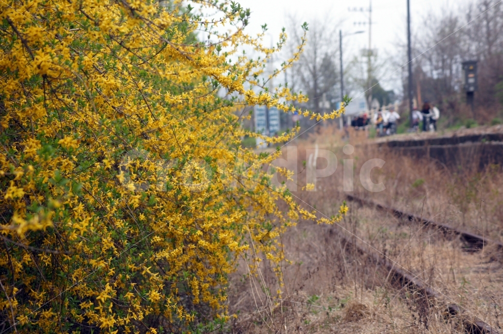 봄,봄꽃,개나리,철길,노랑꽃,능내역,식물,자연,plants,nature,봄,계절,spring,season,꽃,flower
