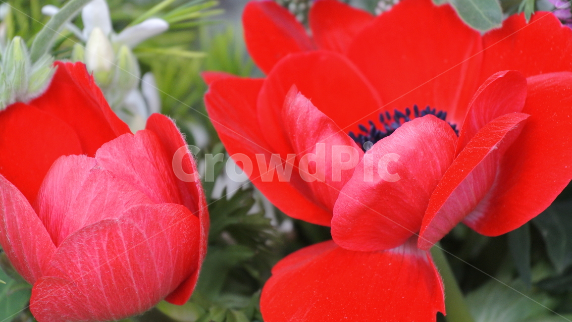 plant,식물,blossom,flower,꽃,geranium,제라늄,빨간꽃,튤립,redflower