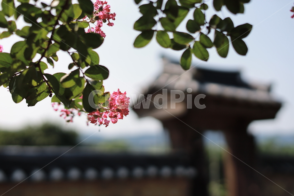 배롱나무,배롱나무꽃,여름꽃,분홍색,고택,백일홍,꽃,식물,자연,plants,nature,꽃,flower