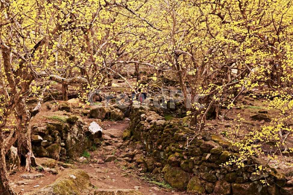 구례,산동,산수유마을,봄,산수유,봄,계절,spring,season,자연,풍경,nature,landscape,ground,바닥,tree,나무,plant,식물