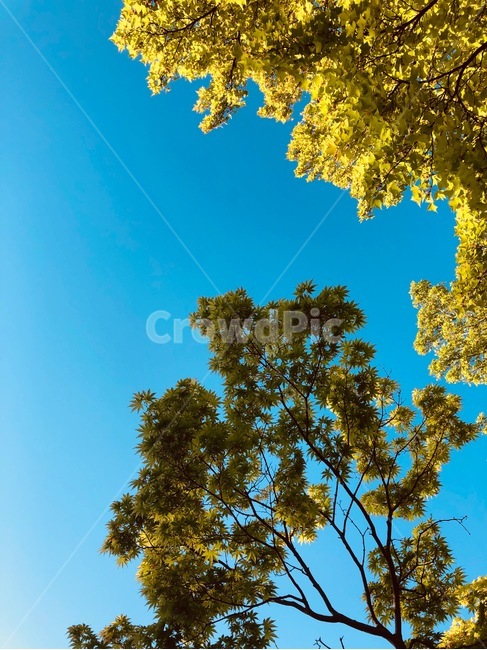 하늘,나무,블루칼라,색감,감성사진,blue,sky,나뭇잎,가을
