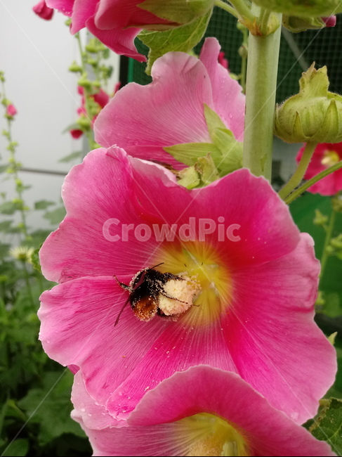 접시꽃,hollyhock,촉규화,덕두화,접중화,촉계화,단오금,황촉화,아욱과