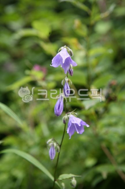 purple flower,plant,bellflower,flower
