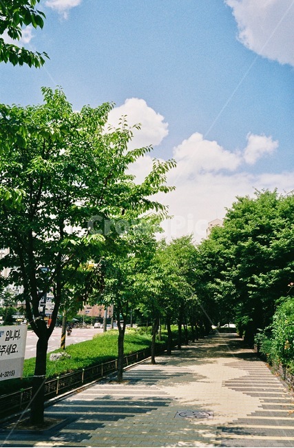여름,나무,하늘,구름,summer,tree,sky,clould