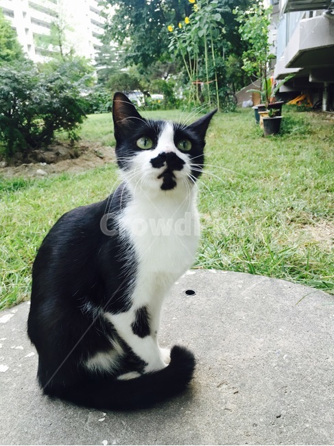 고양이,아기고양이,동물,cat,animal,코리안숏헤어,턱시도고양이,코숏,길고양이,길냥이,캣초딩