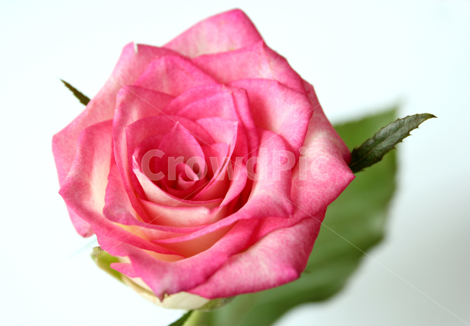 꽃,장미,장미꽃,핑크,생화,rose,flower,pink,신선한,식물,사랑,로맨스,love,romantic,roseflower,fresh,plant,식물,자연,plants,nature,꽃,flower,기념일,축하,anniversary,congratulation,celebrate,celebration