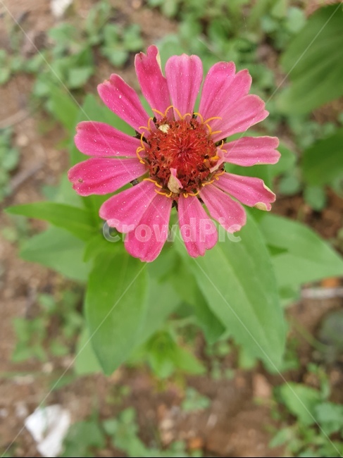 꽃,flower,들꽃,예쁜꽃,예쁜