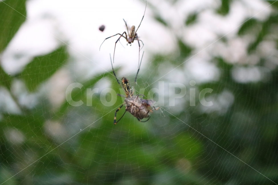 자연,곤충,거미,거미줄,풍경,동물,animal,곤충,벌레,insect,bug