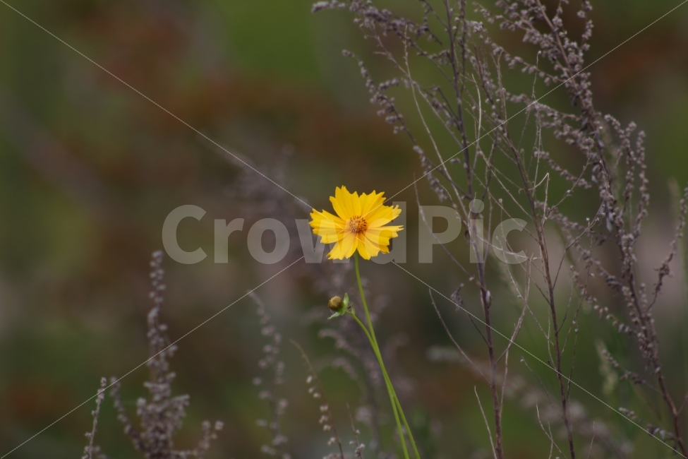 자연,꽃,봄,따뜻함,따스함,감성,감성사진,식물,자연,plants,nature,꽃,flower